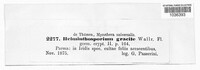 Cladosporium iridis image